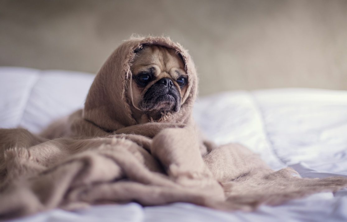 pug covered with blanket on bedspread